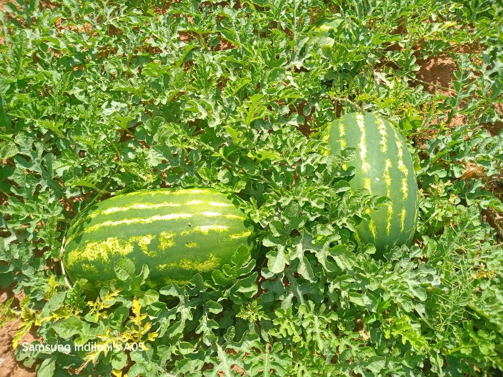 FAZENDA COOPERATIVA CAFUATI REALIZA PRIMEIRA GRANDE COLHEITA DE MELANCIA NO CUNENE
